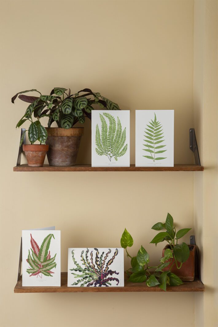 Free botanical fern wall art printables — vintage fern illustration printable downloads!