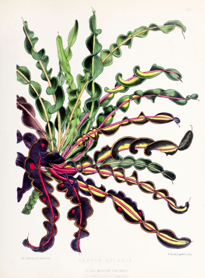 Vintage fern illustration printable