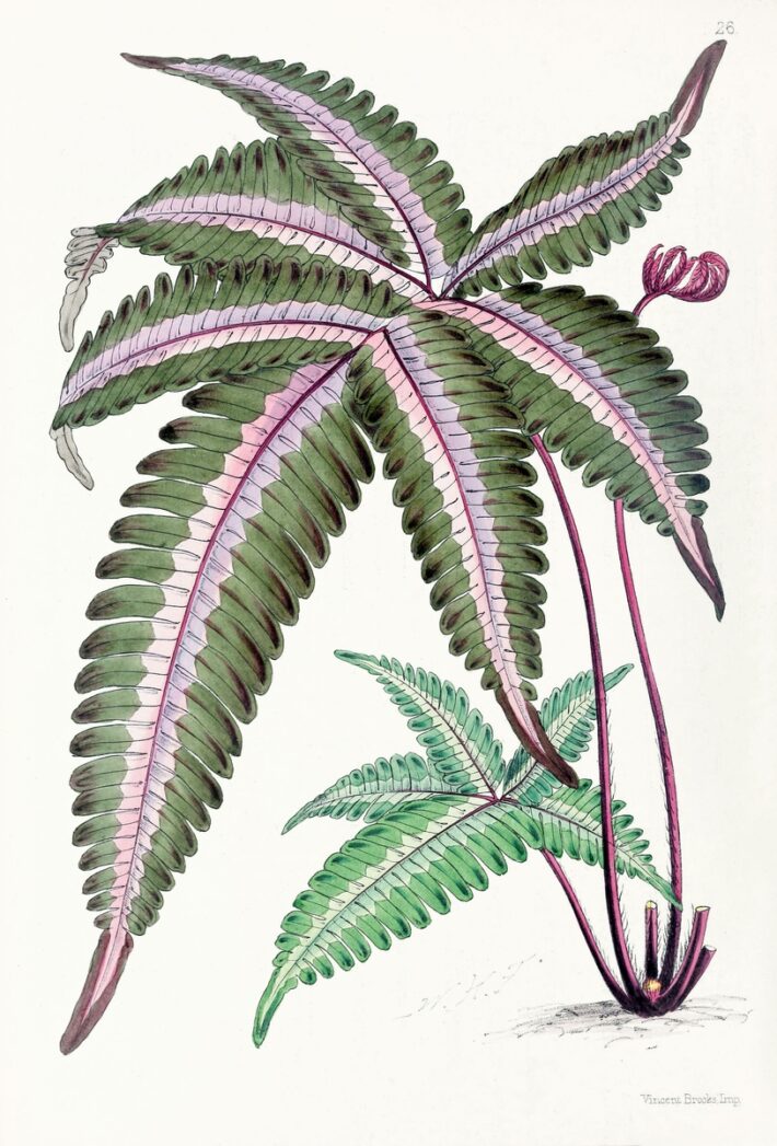 Fern botanical printable — vintage illustration detail