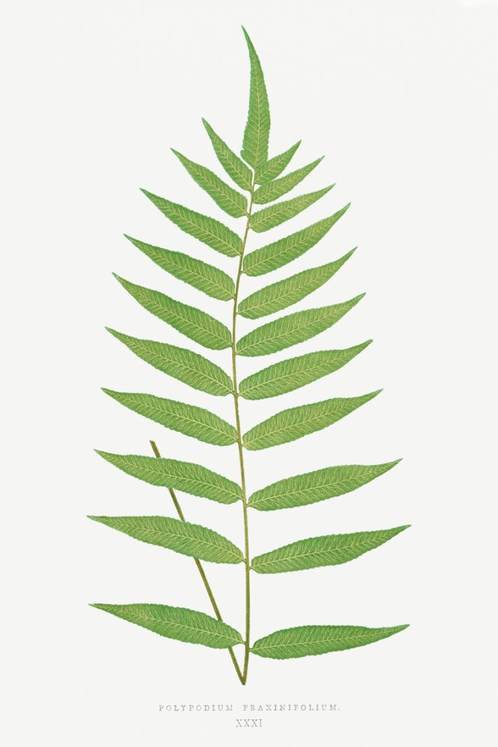 Botanical fern wall art printable download