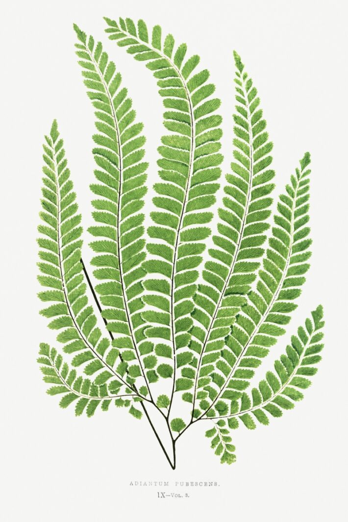 Free fern botanical printable — vintage public domain illustration