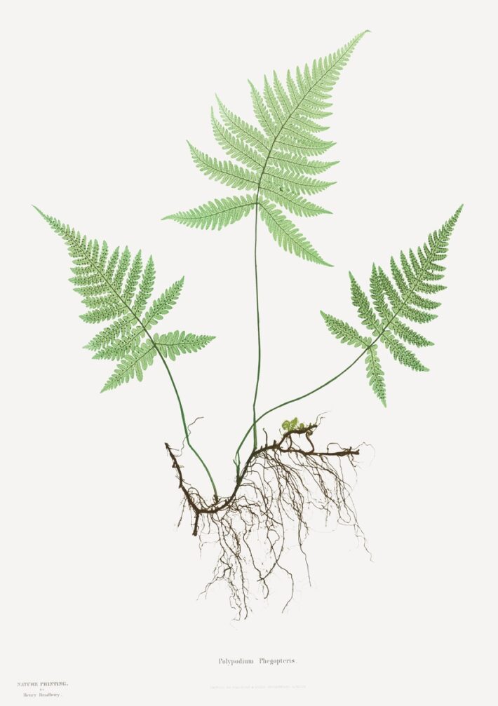 Vintage botanical fern wall art — public domain illustration