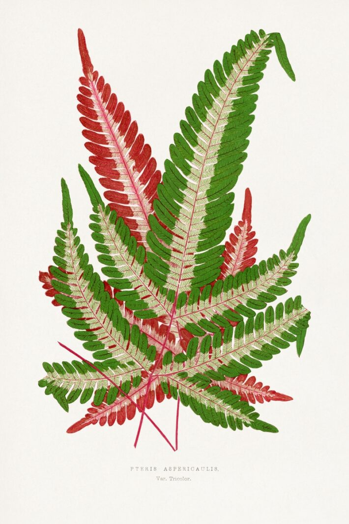 Free printable fern botanical print for framing